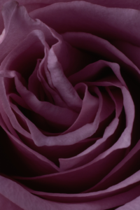 dark romance books series